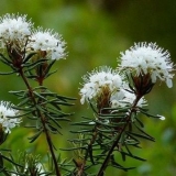 Močvarni ruzmarin: kako izgleda, svojstva i upotreba